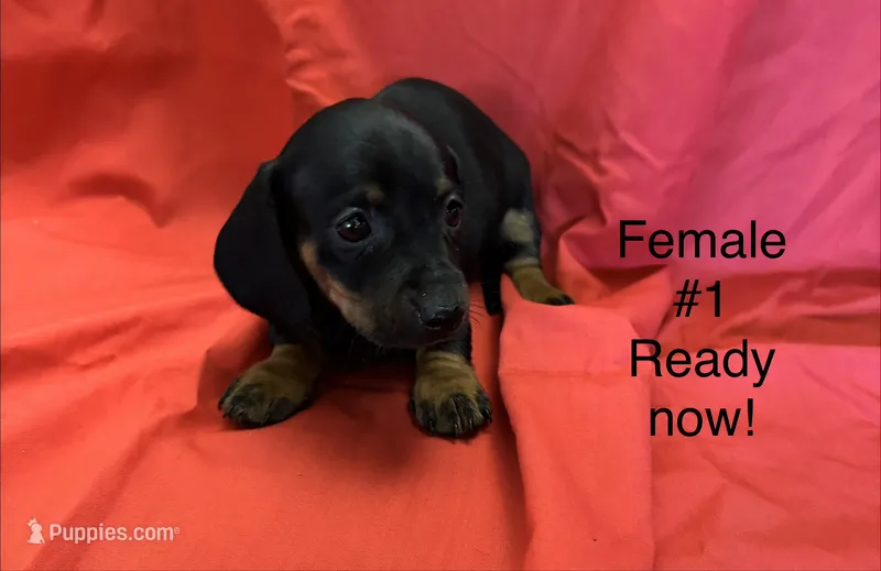Female #1 – Miniature Dachshund puppy for sale in Keota, OK