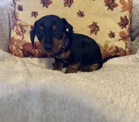Purple, a female Miniature Dachshund for sale in Keota, OK – 4 of 6