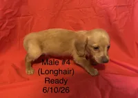 Male #4, a male Miniature Dachshund for sale in Keota, OK – 3 of 5