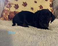 Blue, a male Miniature Dachshund for sale in Keota, OK – 1 of 6
