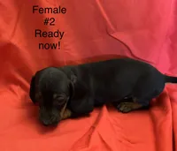 Female #2, a female Miniature Dachshund for sale in Keota, OK – 2 of 5