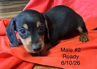 Male #2, a male Miniature Dachshund for sale in Keota, OK – 2 of 8