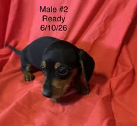 Male #2, a male Miniature Dachshund for sale in Keota, OK – 3 of 8