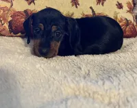 Lavender, a female Miniature Dachshund for sale in Keota, OK – 3 of 6