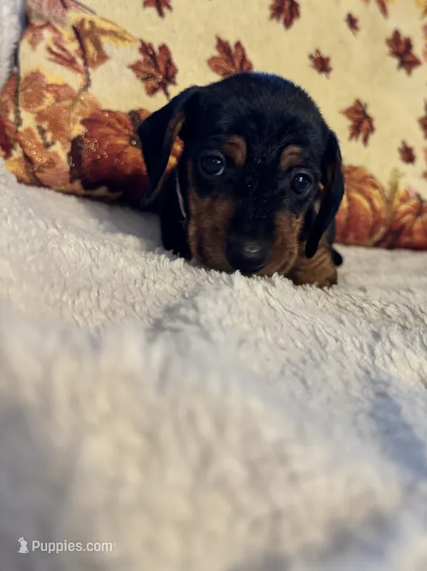 Lavender, a female Miniature Dachshund for sale in Keota, OK – 1 of 6
