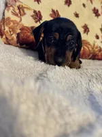 Lavender, a female Miniature Dachshund for sale in Keota, OK – 1 of 6