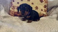 Purple, a female Miniature Dachshund for sale in Keota, OK – 3 of 6