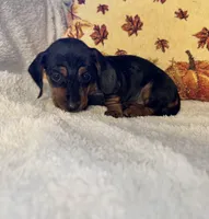 Lavender, a female Miniature Dachshund for sale in Keota, OK – 6 of 6