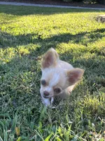 AKC Ziggy, a male Chihuahua for sale in Union Grove, NC – Photo 6 of 8