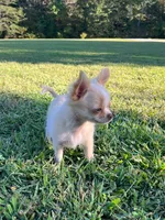 AKC Ziggy, a male Chihuahua for sale in Union Grove, NC – Photo 5 of 8