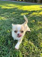 AKC Ziggy, a male Chihuahua for sale in Union Grove, NC – Photo 3 of 8