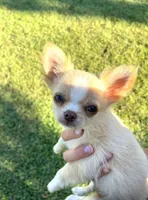 AKC Ziggy, a male Chihuahua for sale in Union Grove, NC – Photo 7 of 8