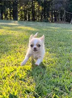 AKC Ziggy, a male Chihuahua for sale in Union Grove, NC – Photo 2 of 8
