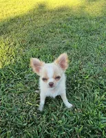 AKC Ziggy, a male Chihuahua for sale in Union Grove, NC – Photo 1 of 8