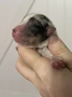 processed/d796358a-aeaa-4e82-b1ed-572290509037/listing/57318a40-a3ad-4a50-a8da-7f6a3f4235a3/577eb18c-4927-4fa8-b943-2caf26e1c916