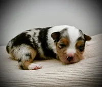 processed/d796358a-aeaa-4e82-b1ed-572290509037/listing/57318a40-a3ad-4a50-a8da-7f6a3f4235a3/81e0413a-cf95-40b7-8b5f-9dfbfd7f6953