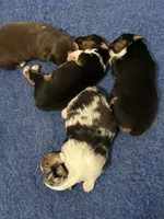 processed/d796358a-aeaa-4e82-b1ed-572290509037/listing/57318a40-a3ad-4a50-a8da-7f6a3f4235a3/9cd29243-c38e-4a32-a10a-6a29b3e60e36