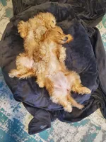 Betty, a female Miniature Goldendoodle for sale in North Port, FL – Photo 5 of 5