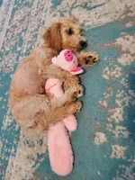Betty, a female Miniature Goldendoodle for sale in North Port, FL – Photo 1 of 5