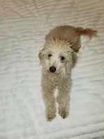 Betty, a female Miniature Goldendoodle for sale in North Port, FL – Photo 2 of 5