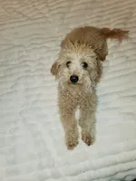 Betty, a female Miniature Goldendoodle for sale in North Port, FL – Photo 3 of 5