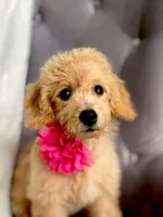 Dorothy, a female Miniature Goldendoodle for sale in North Port, FL – Photo 4 of 6