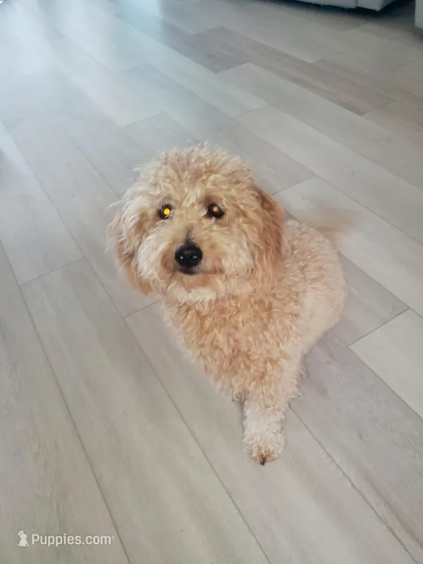Dorothy, a female Miniature Goldendoodle for sale in North Port, FL – Photo 1 of 6