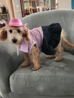 Dorothy, a female Miniature Goldendoodle for sale in North Port, FL – Photo 3 of 6