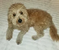 Dorothy, a female Miniature Goldendoodle for sale in North Port, FL – Photo 2 of 6