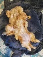 Dorothy, a female Miniature Goldendoodle for sale in North Port, FL – Photo 6 of 6