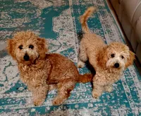 Dorothy, a female Miniature Goldendoodle for sale in North Port, FL – Photo 5 of 6