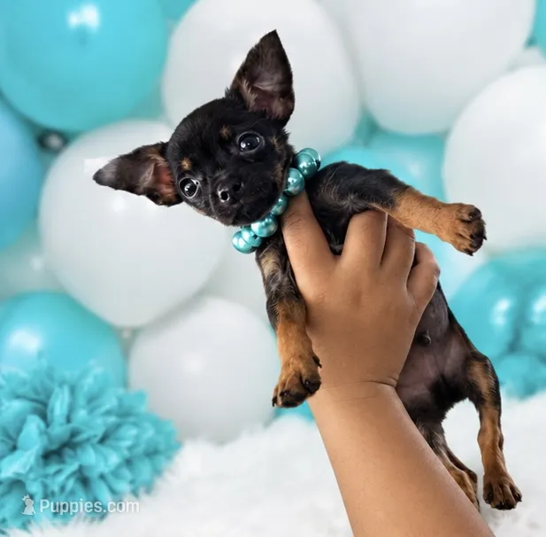 Tito – Chihuahua puppy for sale in Orlando, FL