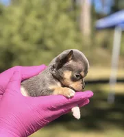 Amena 🎀, a female Chihuahua for sale in Orlando, FL – 2 of 2