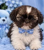 MYLO, a male Shih Tzu for sale in Orlando, FL – 4 of 5