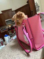 Chibi, a female Chihuahua for sale in Orlando, FL – 4 of 4