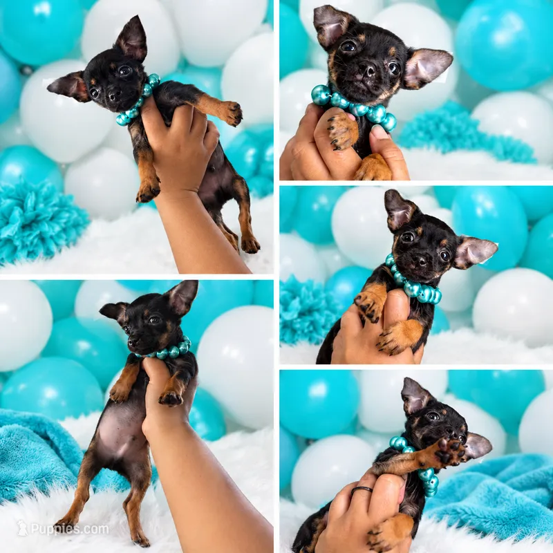 Tito – Chihuahua puppy for sale in Orlando, FL