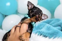 Titoo, a male Chihuahua for sale in Orlando, FL – 2 of 3