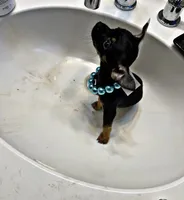MEKO, a male Chihuahua for sale in Orlando, FL – 3 of 4