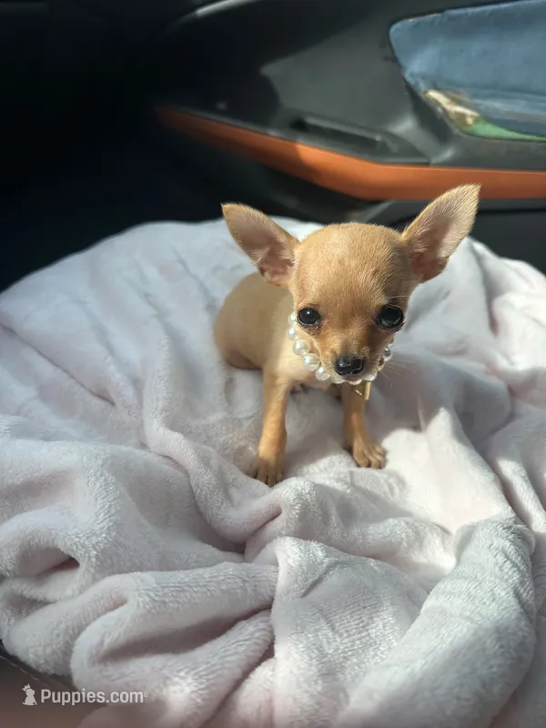 DOLLY 🎀 – Chihuahua puppy for sale in Orlando, FL