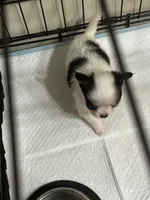 Moo, a male Chihuahua for sale in Ormond Beach, FL – 2 of 2