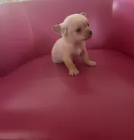MEELA 🎀, a female Chihuahua for sale in Orlando, FL – 2 of 5