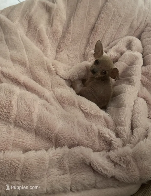 Camilla – Chihuahua puppy for sale in Orlando, FL