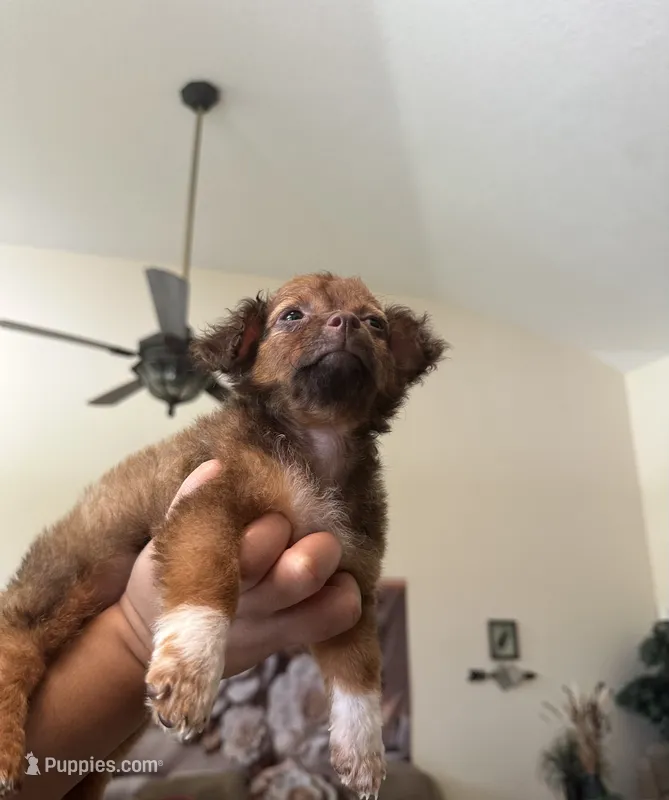 Autumn  – Chihuahua puppy for sale in Orlando, FL