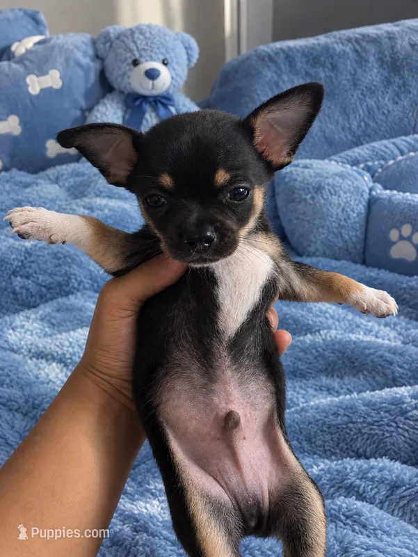 MYLO 💙🦋 – Chihuahua puppy for sale in Orlando, FL