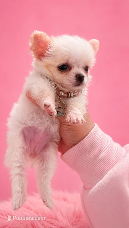 MOCHI  – Chihuahua puppy for sale in Orlando, FL