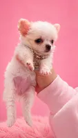 MOCHI , a female Chihuahua for sale in Orlando, FL – 1 of 2