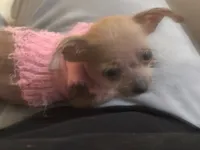 Mochi , a female Chihuahua for sale in Orlando, FL – 2 of 2