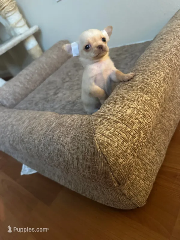 MEELA 🎀 – Chihuahua puppy for sale in Orlando, FL