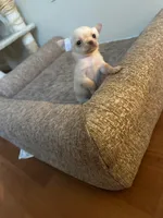 MEELA 🎀, a female Chihuahua for sale in Orlando, FL – 1 of 5
