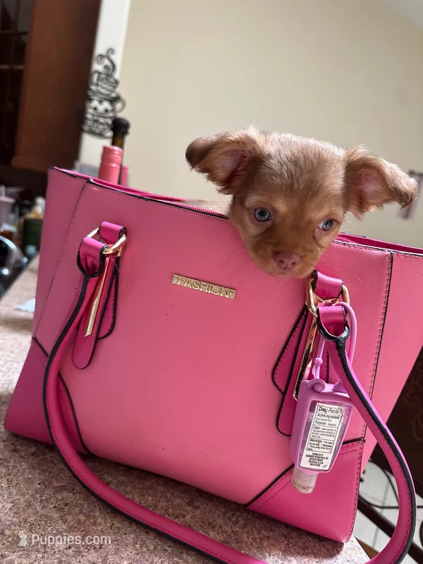 Chibi – Chihuahua puppy for sale in Orlando, FL